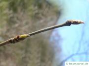 Gelb Birke (Betula alleghaniensis) Endknospe