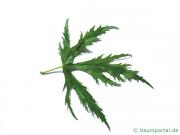 geschlitzter Spitz-Ahorn (Acer saccharinum 'Wieri') Blatt
