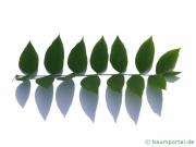 Geweihbaum (Gymnocladus dioicus) Blatt