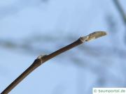 Gurken-Magnolie (Magnolia acuminata) Endknospe im Winter