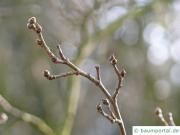 Gutaperchabaum (Eucommia ulmoides)  Zweig mit Knospen