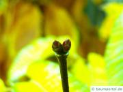 hainbuchenblättrige Ahorn (Acer carpinifolium) Endknospe