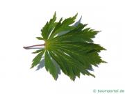 japanischer Feuer-Ahorn (Acer japonicum 'Aconitifolium') Blatt