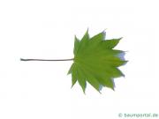 japanischer Ahorn (Acer japonicum) Blatt