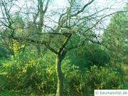 Kirsch-Apfel (Malus baccata) Baum im Winter
