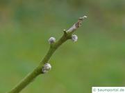 Lederstrauch (Ptelea trifoliata) Zweig mit Knospen