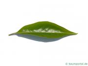 Lotuspflaume (Diospyros lotus) Blatt