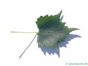 mongolische Linde (Tilia mongolica) Blatt