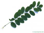 Robinie (Robinia pseudoacacia) Blatt