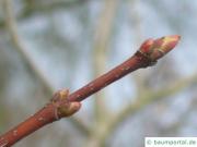 Rot-Ahorn (Acer rubrum) Endknospe