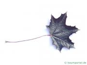 rotblättriger Ahorn (Acer platanoides 'Faassen's Black') Blatt