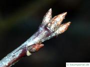 Roteiche (Quercus rubra) Zweig mit Endknospe