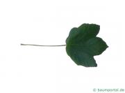 schneeballblättriger Ahorn (Acer opalus) Blatt
