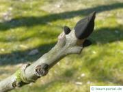 Schwarz-Esche (Fraxinus nigra) Endknospe