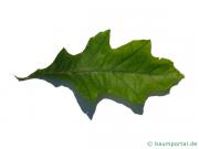 Shumards-Rot-Eiche (Quercus shumardii) Blatt