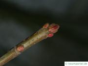 Silber-Ahorn (Acer saccharinum) rote Endknospen