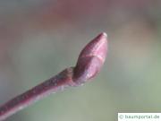 Sommer-Linde (Tilia platyphyllos) Endknospe