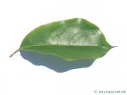 spähtblühende Trauben-Kirsche (Prunus serotina) Blatt