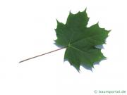 Spitz-Ahorn (Acer platanoides) Blatt
