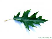 Sumpf-Eiche (Quercus palustis) Blatt