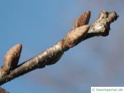 Trauben-Eiche (Quercus petraea) Endknospen