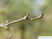 Zimt-Ahorn (Acer griseum) Zweig im Winter