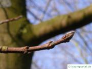 Zucker-Ahorn (Acer saccharum) Knospen im Winter