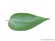 amerikanischer Zürgelbaum (Celtis occidentalis) Blatt