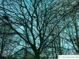 amerikanische Buche (Fagus grandiflora) Baum im Winter