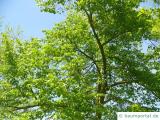 amerikanische Linde (Tilia americana) Krone im Sommer