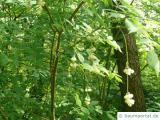 amerikanische Pimpernuss (Staphylea trifolia) Krone