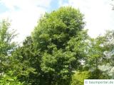 Arizona-Esche (Fraxinus velutina) Baum im Sommer