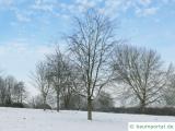 Buche (Fagus sylvatica) Baum im Winter