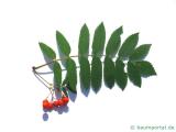 Vogelbeere (Sorbus aucuparia) Blatt