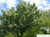 echte Mehlbeere (Sorbus aria) Baum im Sommer