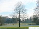 Esskastanie (Castanea sativa) Baum