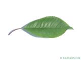 Feuer-Kirsche (Prunus pensylvanica) Blatt