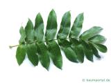 Flügelnuss (Pterocarya fraxinifolia) Blatt