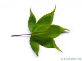 grüner Fächer-Ahorn (Acer palmatum 'Ozakazuki') Blatt