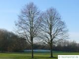 holländische Linde (Tilia intermedia) Baum im Winter