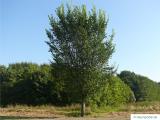 Holländische Ulme (Ulmus hollandica) Baum im Sommer