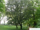 Immergrüne Eiche (Quercus turneri 'Pseudoturneri') Baum