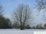 Kuchenbaum (Cercidiphyllum japonicum) Baum im Winter