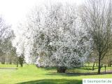 Mirabelle (Prunus domestica subsp. syriaca) Baum in der Blüte