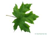 Oregon-Ahorn (Acer macrophyllum) Blatt 