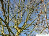 Platane (Platanus acerifolia) Krone im Winter