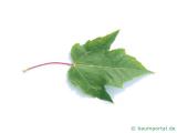Rot-Ahorn (Acer rubrum) Blatt