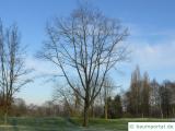 Roteiche (Quercus rubra) Baum