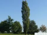 italienische Säulenpappel (Populus nigra 'Italica') Baum im Sommer