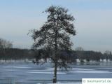 Schwarzerle (Alnus glutinosa) Baum im Winter